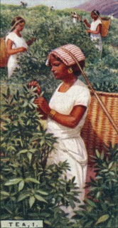 'Tea, 1. - Plucking the Leaves, Ceylon', 1928. Artist: Unknown.
