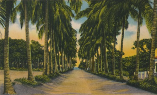 'Coconut Avenue, Barranquilla', c1940s, Artist: Unknown.