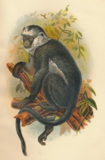 'Hose's Langur', 1897. Artist: Henry Ogg Forbes.