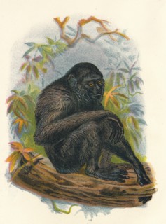 'The Siamang Gibbon', 1897. Artist: Henry Ogg Forbes.