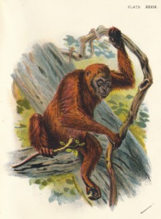 'The Orang-Utan', 1897. Artist: Henry Ogg Forbes.
