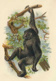 'The Gorilla', 1897. Artist: Henry Ogg Forbes.