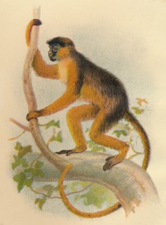 'Bay Guereza', 1897. Artist: Henry Ogg Forbes.