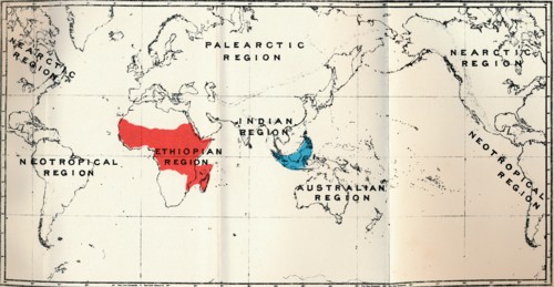 'Lemuroidea -  II. Map, Showing distribution of Tarsiidae (Blue), and Galaginae (Red), 1897. Artist: Unknown.