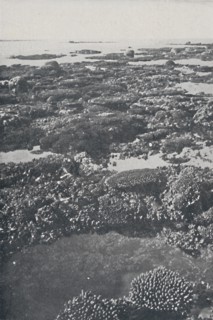 'Great Barrier Reef', 1924. Artist: Unknown.