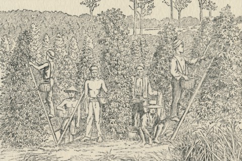 'Pepper Plantation', 1924. Artist: Unknown.