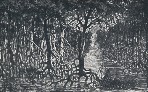 'Equatorial African Forest', 1924. Artist: Unknown.