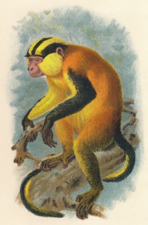 'Erzleben's Genon', 1897. Artist: Henry Ogg Forbes.