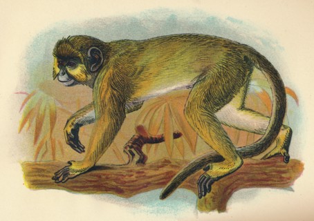 'The Talapoin', 1897. Artist: Henry Ogg Forbes.