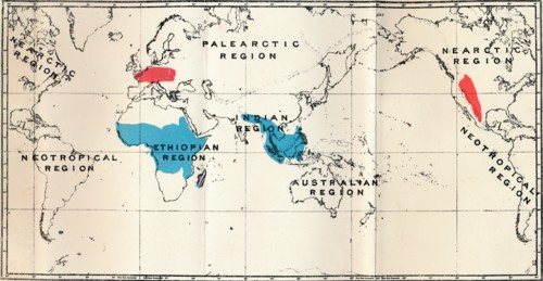 'Lemuroidea - I. Map, Showing the distribution of Living (Blue) and Fossil (Red)', 1897. Artist: Unknown.