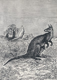 'Kangaroo', 1924. Artist: Unknown.