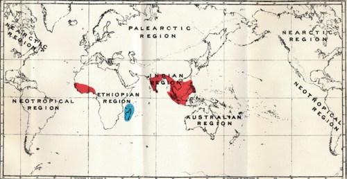 'Lemuroidea -  III. Map, Showing the distribution of the Family Chiromyidae and of the Sub-families  Artist: Unknown.