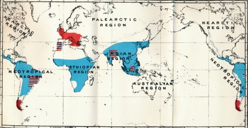 'Lemuroidea - IV. Map, Showing distribution of Living (Blue) and Fossil (Red) Anthropoidea ', 1897. Artist: Unknown.