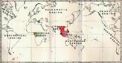 'Anthropoidea - Hylobates (Red), Simia (Blue), Gorilla (Brown), Anthropopithecus (Green)', 1897 Artist: Unknown.