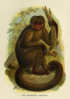 'The Bonneted Capuchin', 1896. Artist: Henry Ogg Forbes.