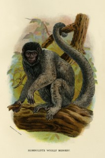 'Humboldt's Woolly Monkey', 1896. Artist: Henry Ogg Forbes.
