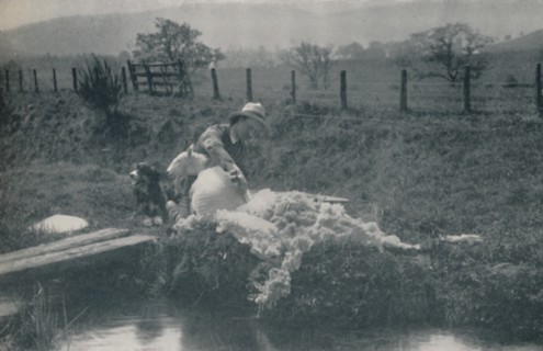 'Sheep Shearing', 1910. Artist: C Reid.