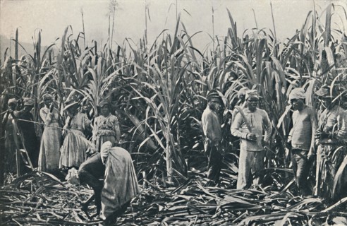 'A Sugar Cane Plantation', 1916. Artist: Valentine & Sons.