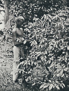 'Picking Coffee', 1916. Artist: Unknown.