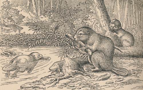 'Beavers', 1916. Artist: Unknown.