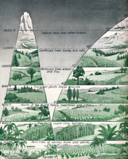 'The Different Zones of Vegetation', 1935. Artist: Unknown.