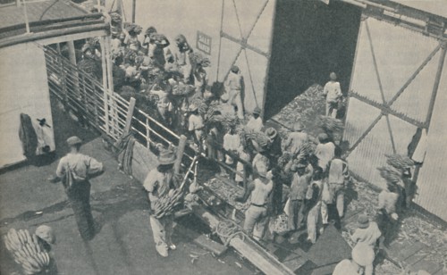'Natives loading bananas at Kingston, Jamaica, chant Scottish psalms', 1937. Artist: Unknown.