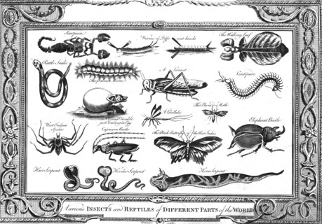 'Various Insects and Reptiles of Different Parts of the World'. Artist: W Grainger.