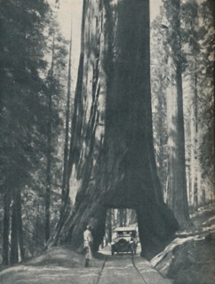 'Fine Specimen of the Largest Organism That Ever Lived', c1935. Artist: Unknown.