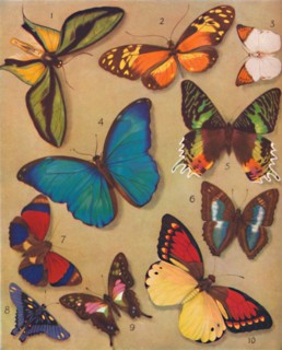 'The Marvellous Colour of the Butterflies', 1935. Artist: Unknown.