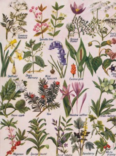 'Poisonous Plants Found in the British Isles', 1935. Artist: Unknown.