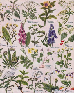 'Poisonous Plants Found in the British Isles', 1935. Artist: Unknown.