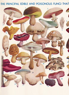 'The Principal Edible and Poisonous Fungi In The British Isles', 1935. Artist: Unknown.
