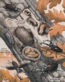 'The Story of the Largest British Beetle', 1935 . Artist: Unknown.