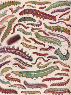 'A Hundred Different Knds of Caterpillars of Butterflies and Moths', 1935. Artist: Unknown.