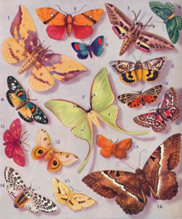 'The Magnificent Colouring of Some Moths', 1935. Artist: Unknown.
