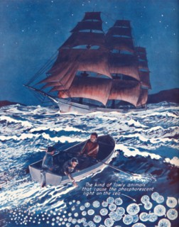 'A Sea Illuminated By Living Nightlights', 1935. Artist: Unknown.