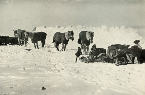 'Ponies Behind Their Shelter in Camp on the Barrier', 1911, (1913). Artist: Robert Falcon Scott.