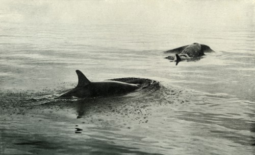 'Killer Whales Rising To Blow', c1910?1913, (1913). Artist: Herbert Ponting.
