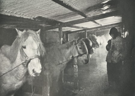 'The Stables in Winter', c1910?1911, (1913). Artist: Herbert Ponting.