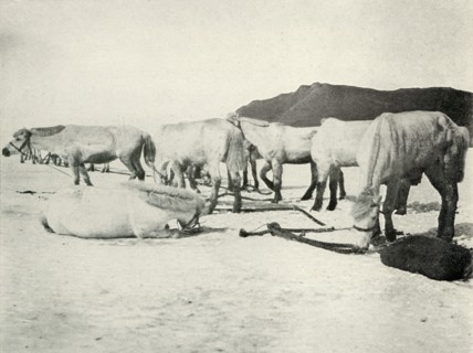 'Ponies Tethered Out on the Sea-Ice', c1910?1913, (1913). Artist: Herbert Ponting.