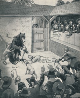 'Bear-Baiting in a Stuart Bear Pit', c1934. Artist: Unknown.