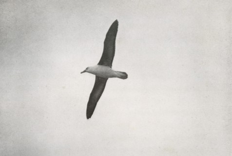 'Albatross Soaring', c1910?1913, (1913). Artist: Herbert Ponting.