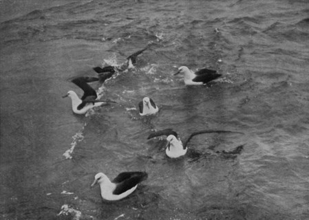 'Albatrosses Foraging in the Wake of the 'Terra Nova', c1910?1913, (1913). Artist: Herbert Ponting.