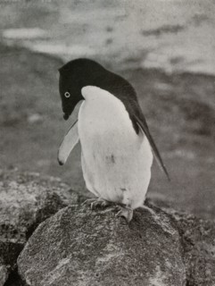 'I Don't Care What Becomes Of Me', c1910?1913, (1913). Artist: Herbert Ponting.