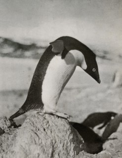 'An Adélie Penguin About To Dive', c1910?1913, (1913). Artist: Herbert Ponting.