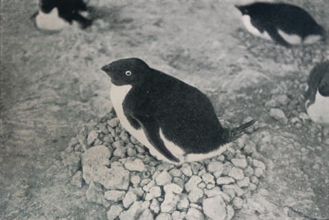 'This Penguin Has An Industrious Mate', c1911, (1913). Artist: Herbert Ponting.