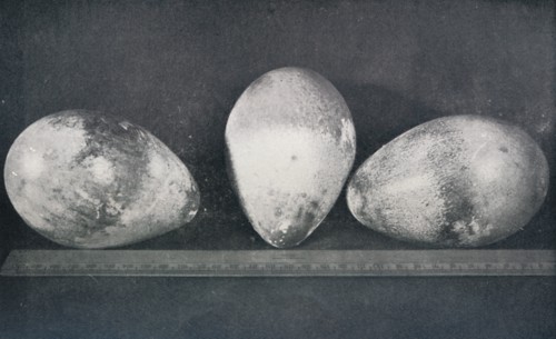 'Emperor Penguins' Eggs from Cape Crozier', 1911, (1913). Artist: Herbert Ponting.