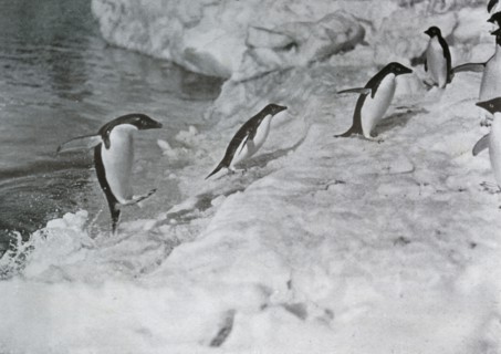 'Penguins Jumping On to The Ice-Foot', c1911, (1913).  Artist: G Murray Levick.