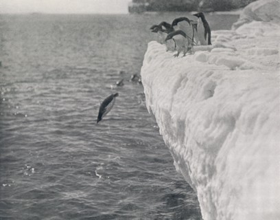 'Penguins Diving', c1911, (1913). Artist: Herbert Ponting.
