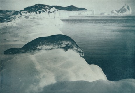 'A Weddell Seal About To Dive', c1911, (1913). Artist: Herbert Ponting.